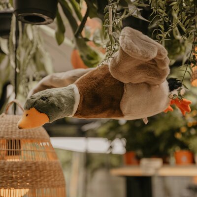 Flying duck Alain