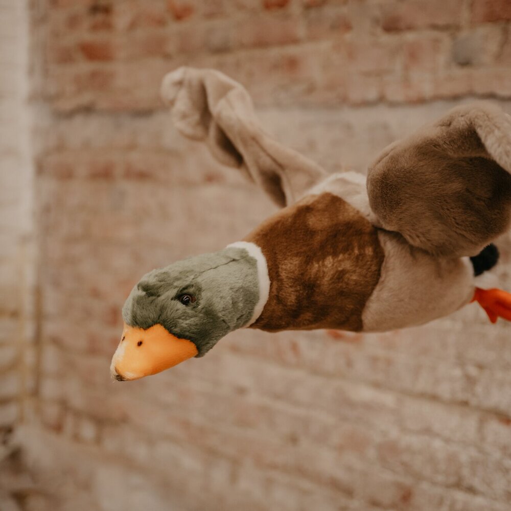 Flying duck Alain