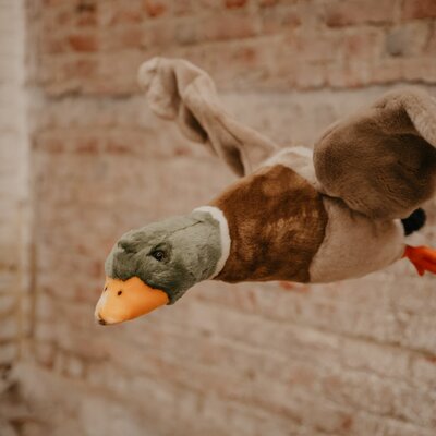 Flying duck Alain
